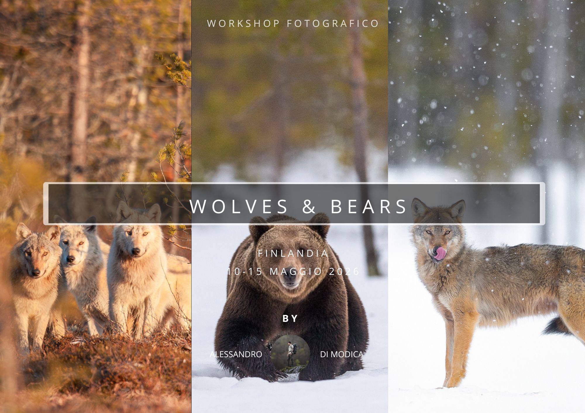 WOLVES & BEARS 10-15 MAGGIO 2026